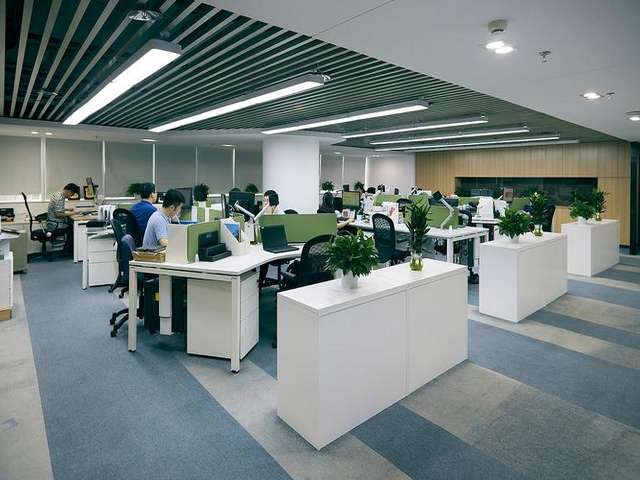 江苏大球盖菇厂家